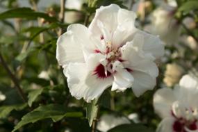 White Flower Orchid