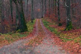 Autumn Forest Away