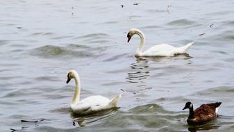 swans are swimming in the lake
