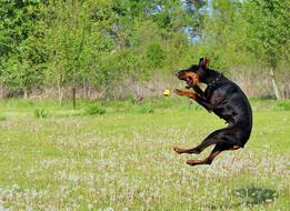 black doberman jumping in the meadow