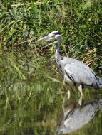 heron Bird in Pond