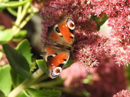 Butterfly Insect Nature