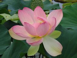 Water Lily Blossom Bloom