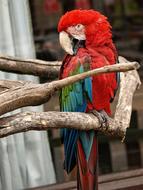 Animal Red Parrot