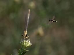 flower wasp