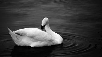 Swan Black White Photo Water Bird