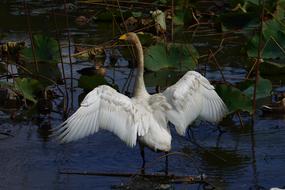 Animal Pond Waterside