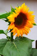 Sunflower Flowers Blossom
