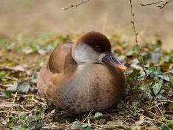 Wild Barnacle Net-Rousse Ducks
