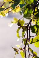 tree branch in the sunlight