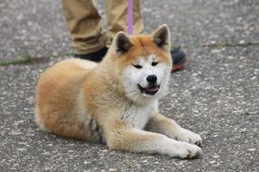 Akita Inu