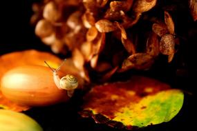 little snail on a cone