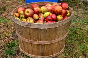 apple harvest in a bucket