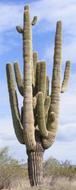Cactus Multiple Arms Saguaro