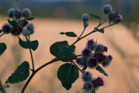 wild plants in an empty field