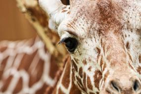 Giraffe Reticulated Zoo