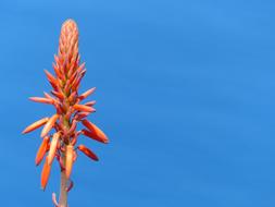 red flower on a blue background