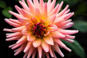 Nature Plant Flower