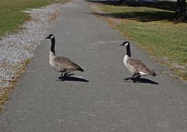 Geese Marching Canada Goose
