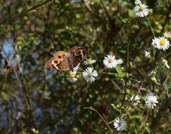 Buckeye Butterfly Insect