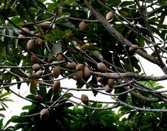 exotic brown grains