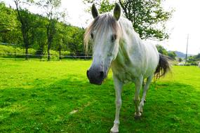 Horse White Mold