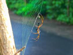 Spider Web