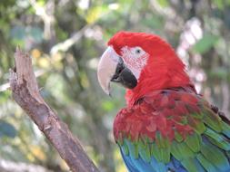 tropical Parrot Macaw