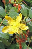 Flower Yellow