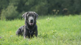 Labrador Dog Nature