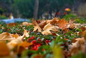Nature Autumn Dry