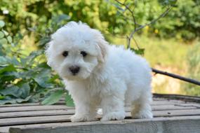 Puppy Pup Female Domestic