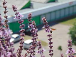 Basil Insect Fly