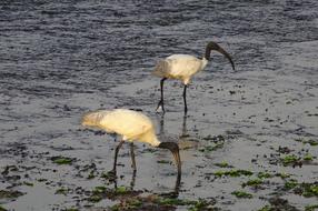 black-headed ibis on the sea coast, porbandar, india