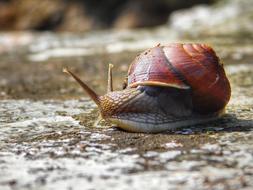 big snail crawls