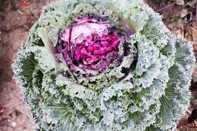 cauliflower in the snow
