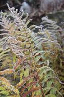 Nature Plant