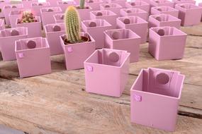 pink cactus boxes