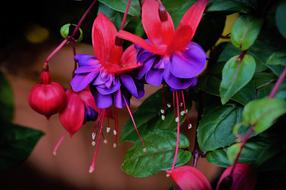 Fuschia Plant Flower