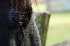 Horse Eye Eyelashes Close