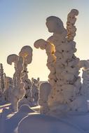 Lapland Winter Snow
