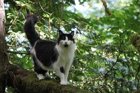 Cat Outside Tree