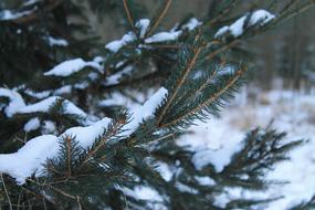 snow on the branches of the Christmas tree in the forest