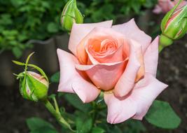 rosebud open in the garden