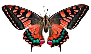 Nature Animals Butterfly