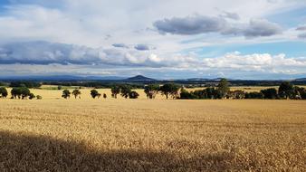 Country Crown Gorlitz Cornfield
