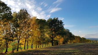 Autumn Trees Golden