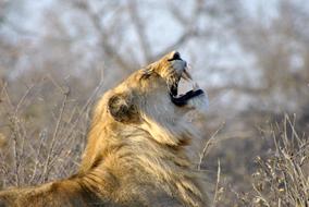 Lion Roar Africa