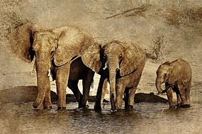 elephant animal art abstract