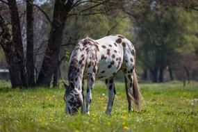 Horse Pasture Coupling